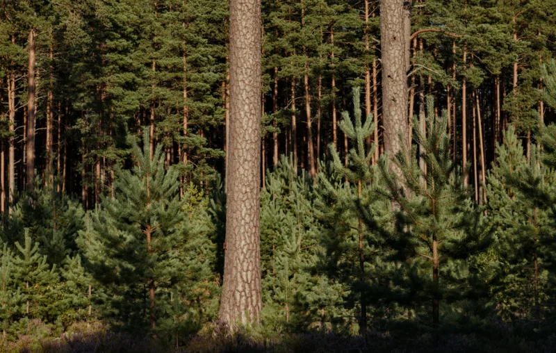 Rewilding Your Health: Embracing Biodiverse Habits for a Vibrant Life in 2026