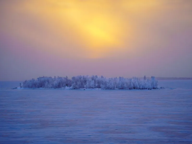 The 2026 Phenomenon: The Mysterious Glow of the Floating Forests
