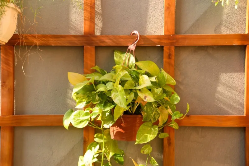 2026: Crafting Your Own Urban Oasis with DIY Vertical Gardens
