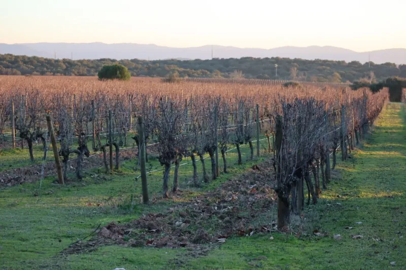 The Hidden Flavors of Portugal: A 2026 Culinary Adventure Through the Alentejo Region