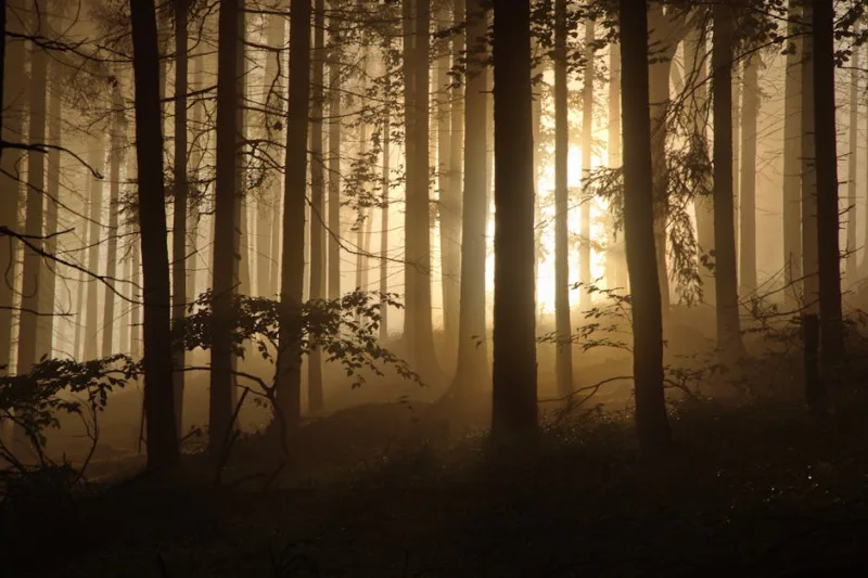 The Enchanted Forests of 2026: An Immersive Journey Through Nature’s Mystical Realms