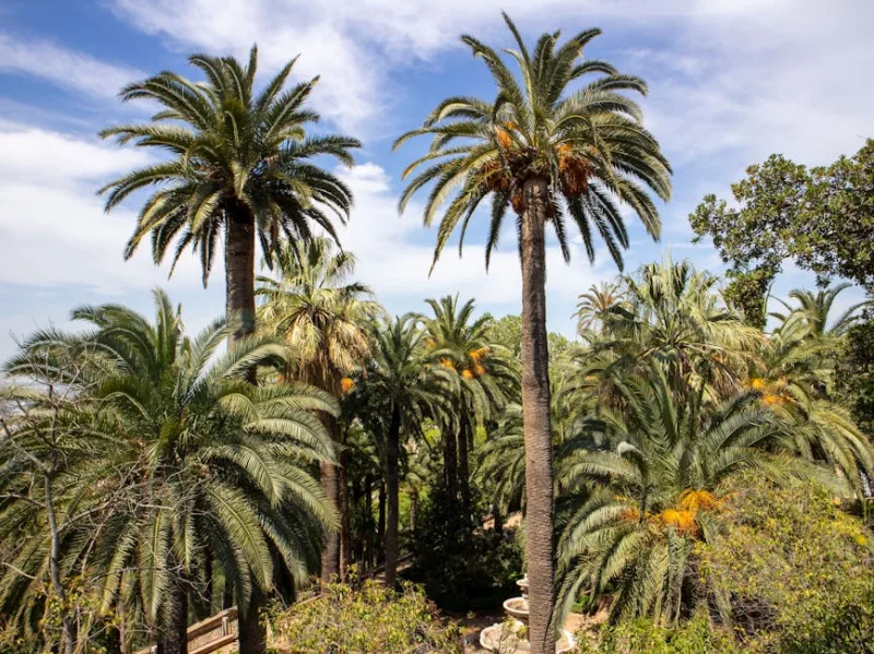 Navigating the Desert Oasis: A Guide to Saudi Arabia’s Al Ahsa in 2026